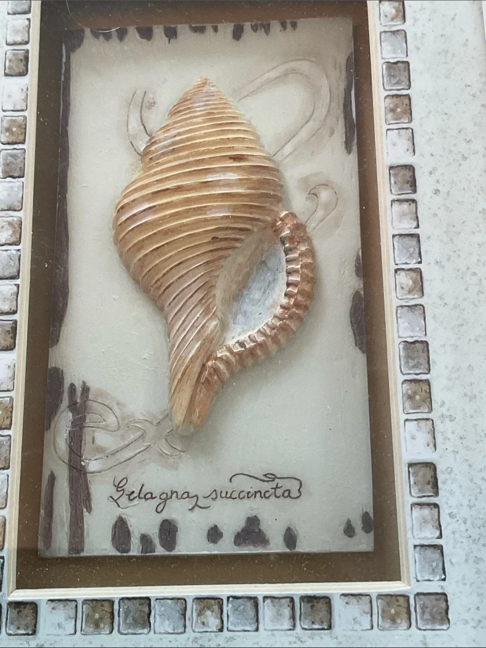 Vintage 2004 Charlene Audrey “Gelagna Succincta” Coastal Shadowbox Wall Art